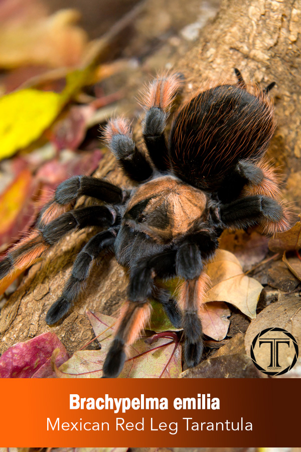 Mexican Redleg Tarantula – Brachypelma emilia (Mature Female)