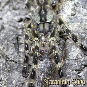 Mysore Ornamental Poecilotheria striata