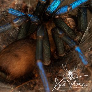 Neon blue leg tarantula Birupes simoroxigorum
