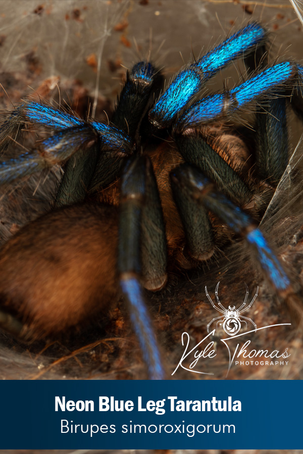 Neon Blue Leg Tarantula – Birupes simoroxigorum