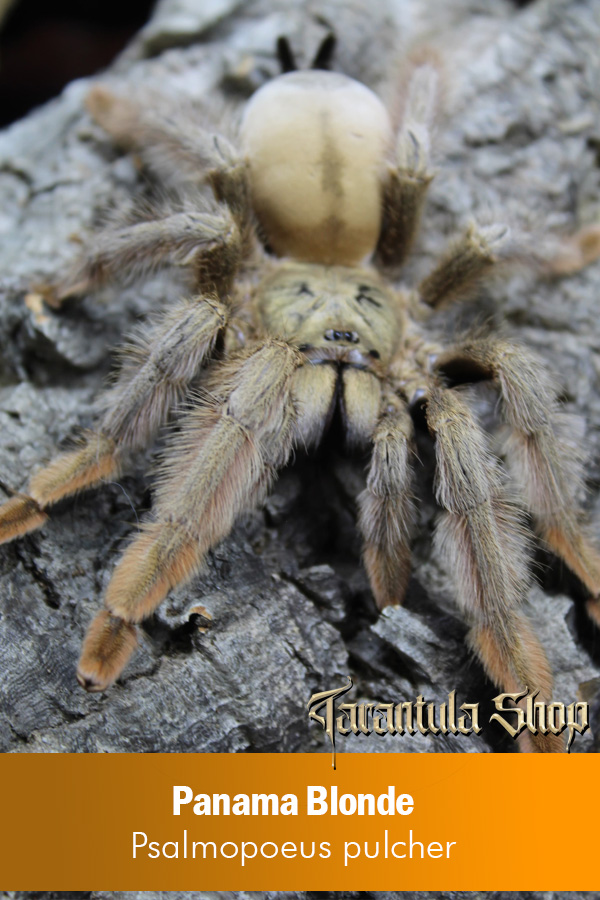 Panama Blonde – Psalmopoeus pulcher