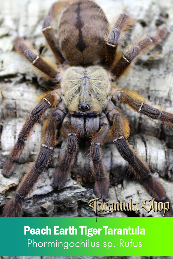 Peach Earth Tiger Tarantula – Phormingochilus sp. Rufus (Juvenile)