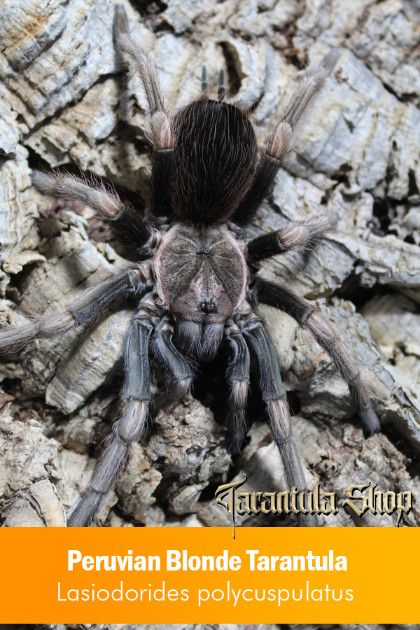 Peruvian Blonde Tarantula – Lasiodorides polycuspulatus (Female)