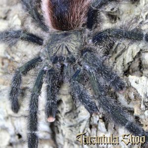 Peruvian Pinktoe Avicularia juruensis (Morph 3)