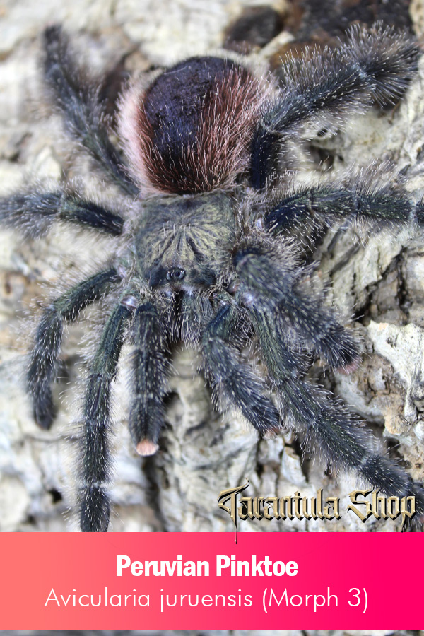 Peruvian Pinktoe – Avicularia juruensis (Morph 3)