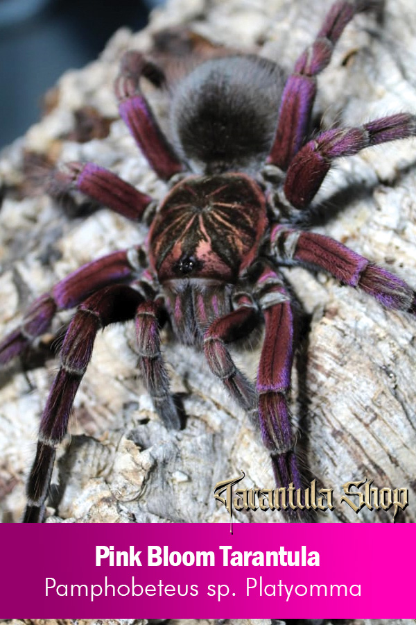 Pink Bloom Tarantula – Pamphobeteus sp. Platyomma