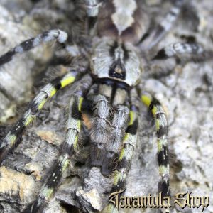 Poecilotheria regalis Indian ornamental tarantula