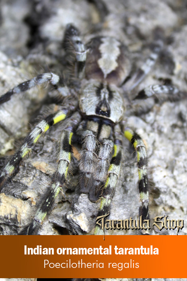 Indian Ornamental – Poecilotheria regalis