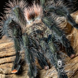 Pucallpa Pink Toe Avicularia sp Pucallpa