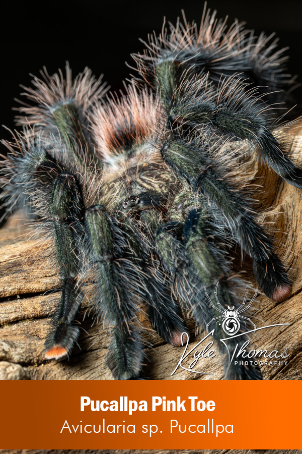 Pucallpa Pink Toe – Avicularia sp. Pucallpa