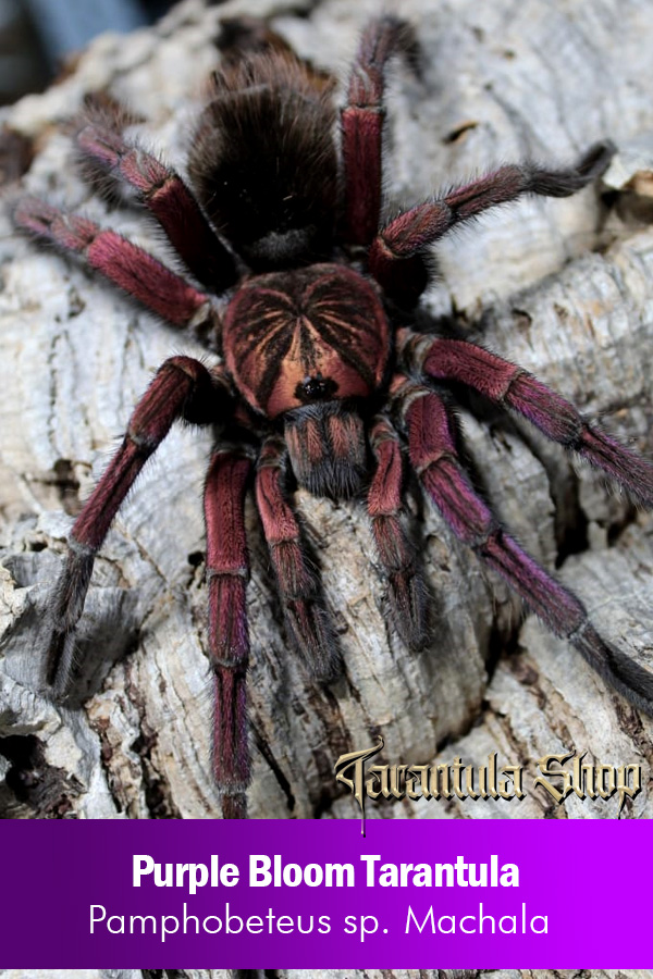 Purple Bloom Tarantula – Pamphobeteus sp. Machala