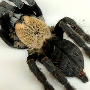 Purple Earth Tiger Cyriopagopus sp hati hati