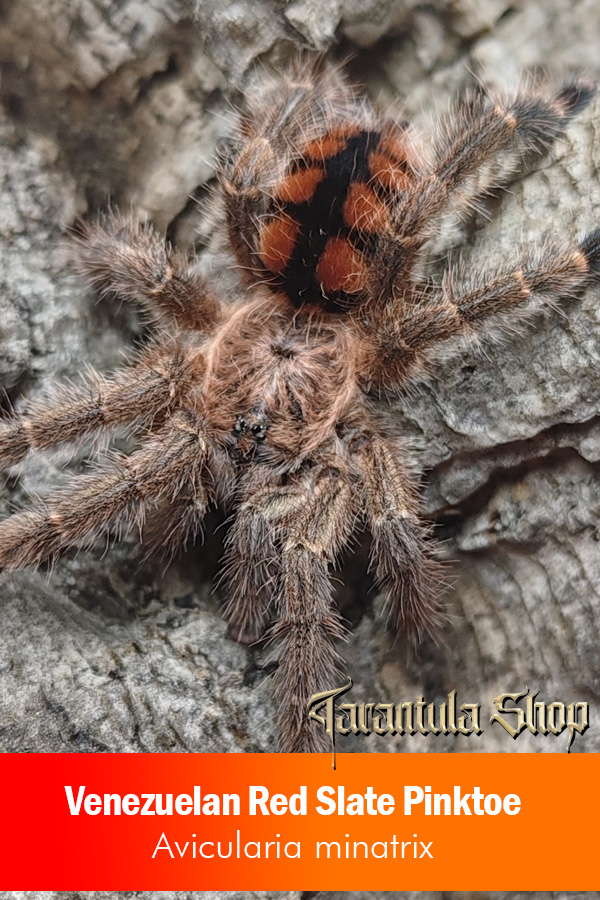 Venezuelan Red Slate Pinktoe – Avicularia minatrix