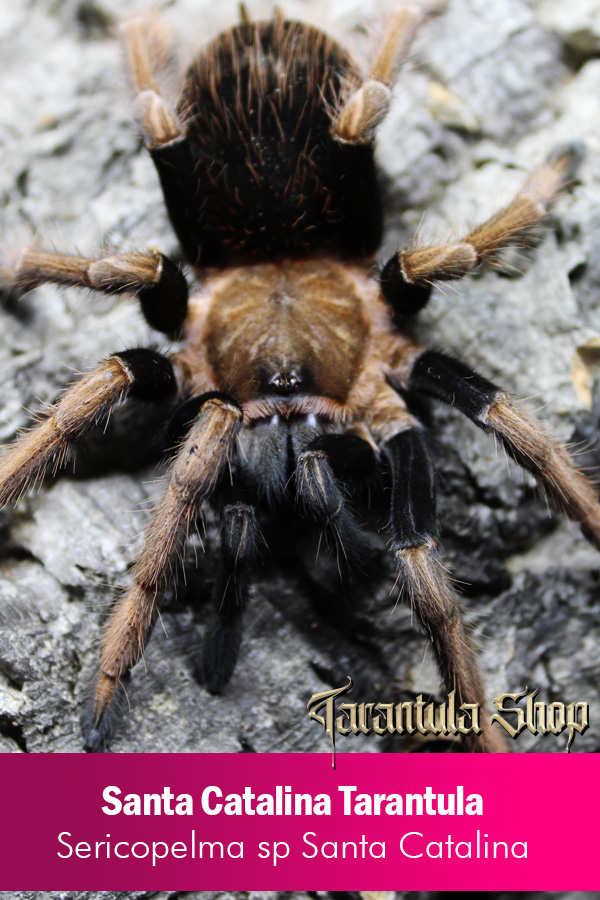 Santa Catalina Tarantula – Sericopelma sp Santa Catalina