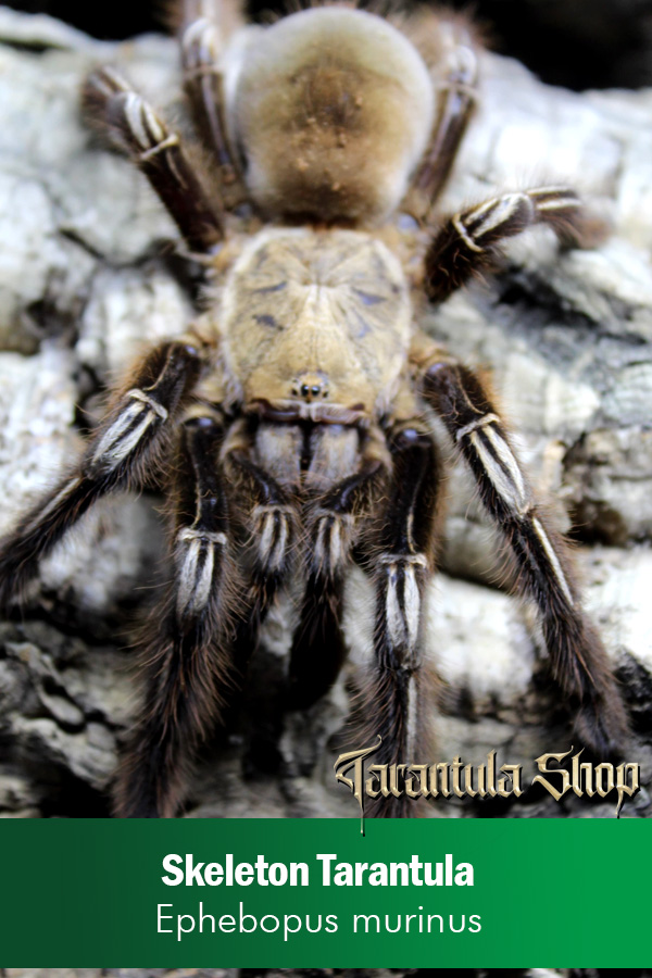 Skeleton Tarantula – Ephebopus murinus (5CM)