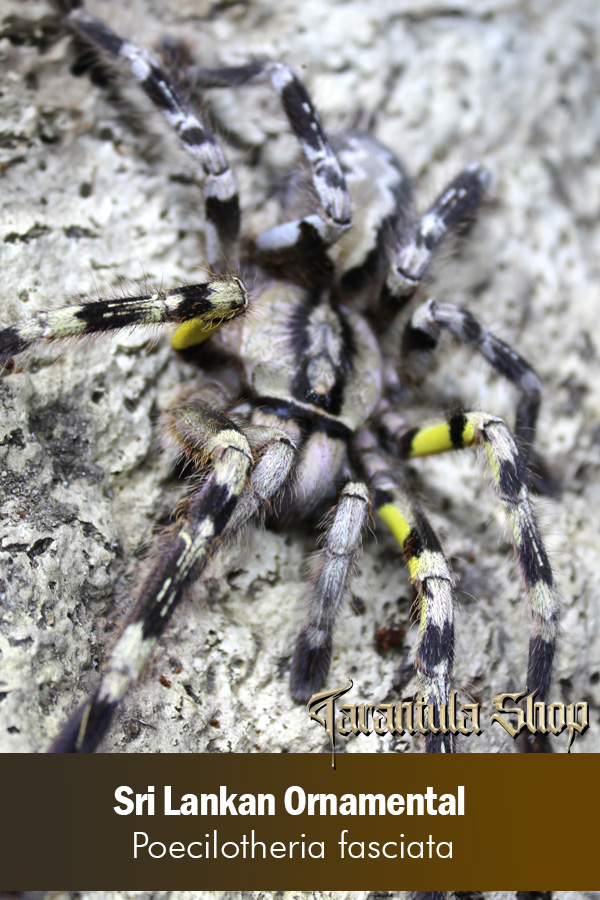 Sri Lankan Ornamental – Poecilotheria fasciata