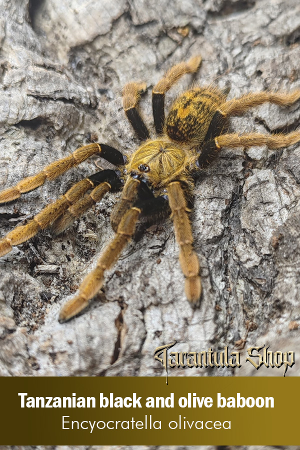 Tanzanian Black And Gold Baboon Tarantula – Encyocratella olivacea