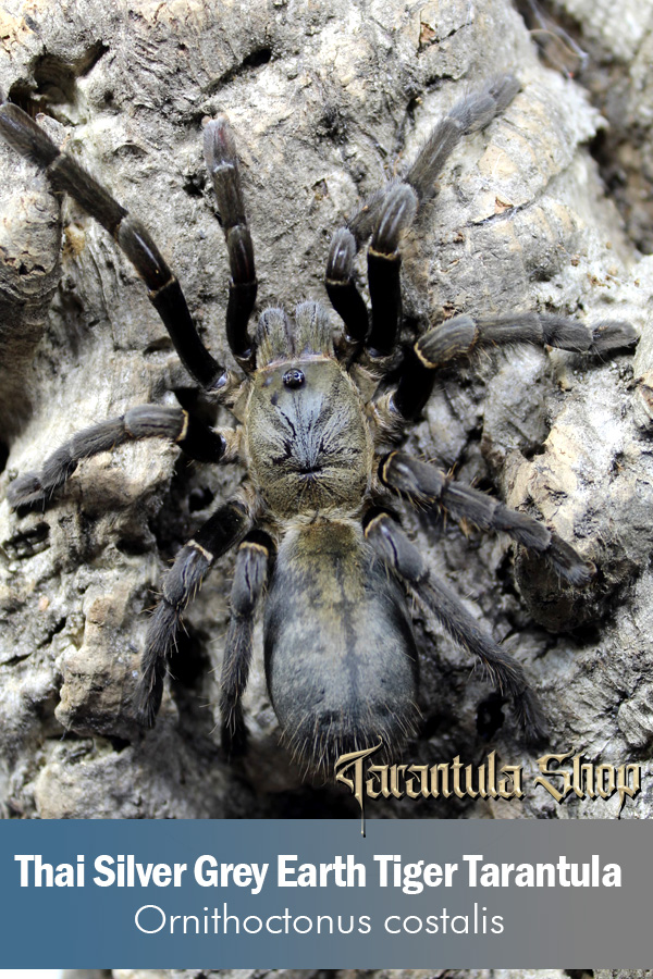 Thai Silver Grey Earth Tiger Tarantula – Ornithoctonus costalis