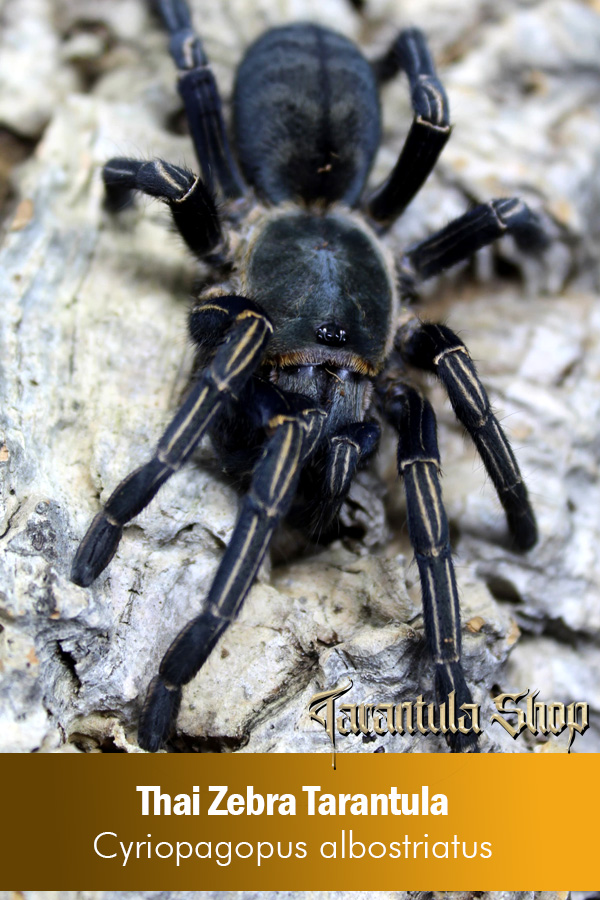 Thai Zebra Tarantula – Cyriopagopus albostriatus