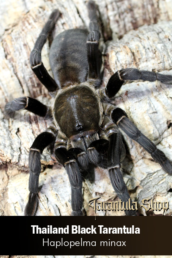 Thailand Black Tarantula – Haplopelma minax