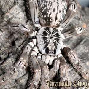 Togo Starburst Baboon Heteroscodra maculata