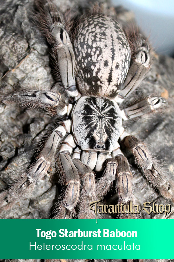 Togo Starburst Baboon – Heteroscodra maculata