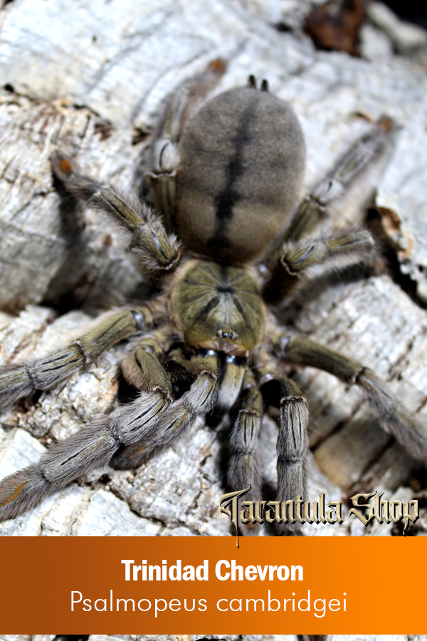 Trinidad Chevron – Psalmopeus cambridgei (Female)