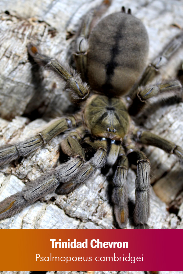 Trinidad Chevron – Psalmopeus cambridgei