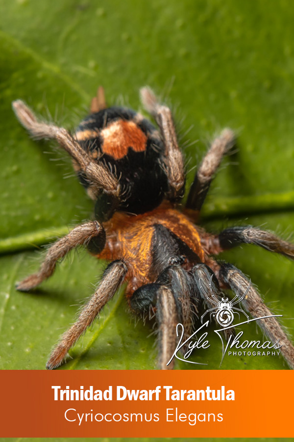 Trinidad Dwarf Tarantula – Cyriocosmus elegans