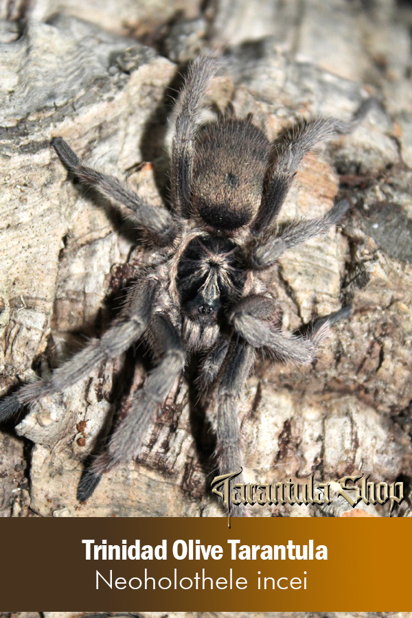 Trinidad Olive Tarantula – Neoholothele incei