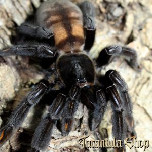 Venezuelan Suntiger Psalmopeus irminia