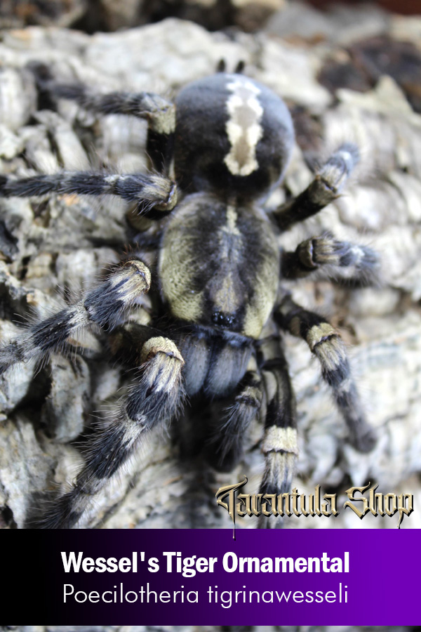 Wessel’s Tiger Ornamental – Poecilotheria tigrinawesseli