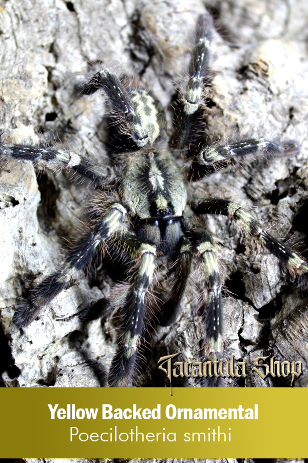 Yellow Backed Ornamental – Poecilotheria smithi