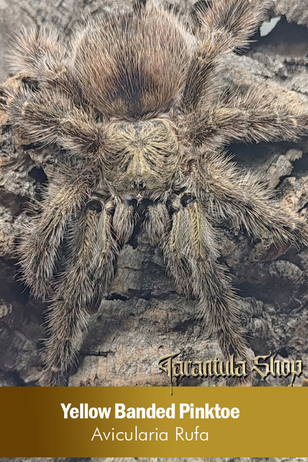 Yellow Banded Pinktoe – Avicularia rufa