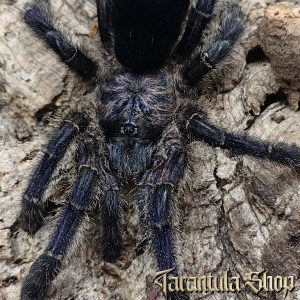 purple pinktoe tarantula avicularia purpurea