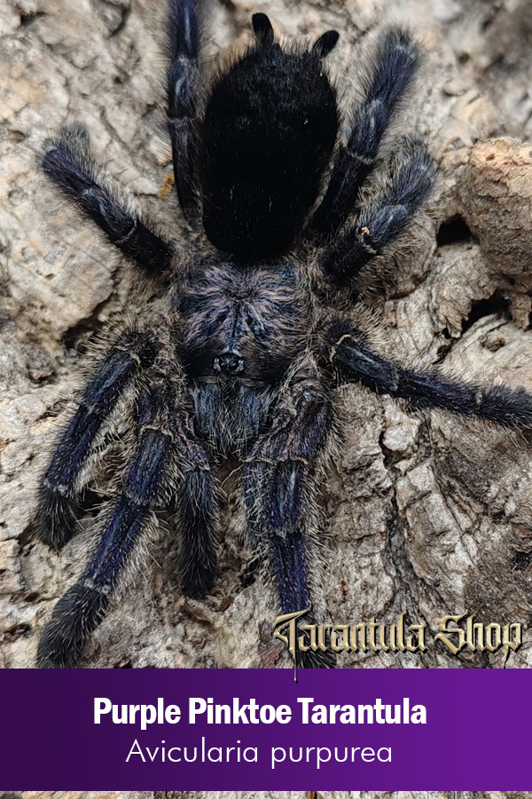 Purple Pinktoe Tarantula – Avicularia purpurea