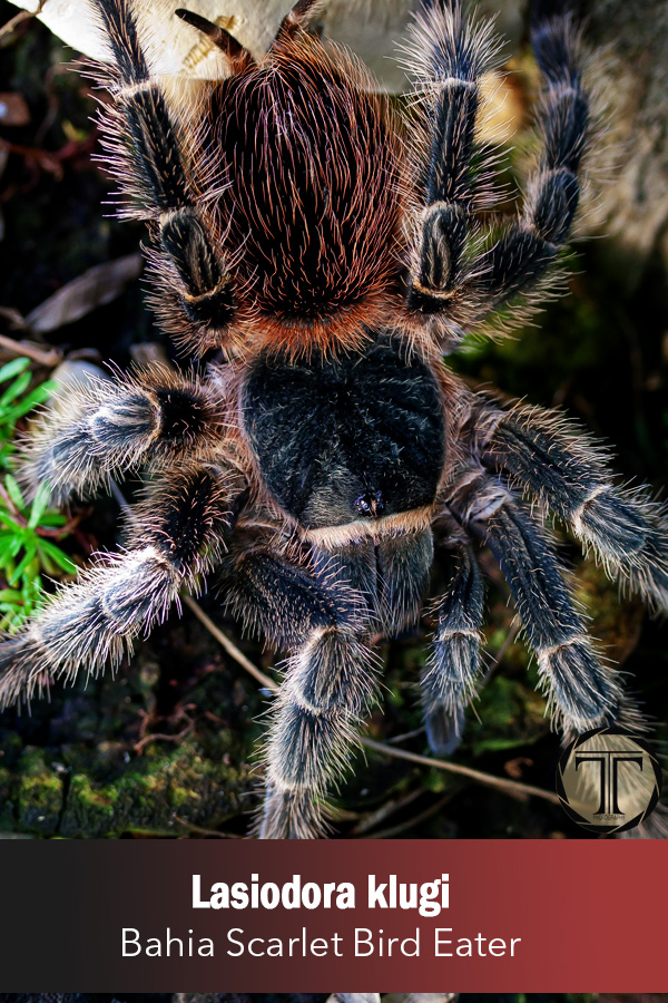 Bahia Scarlet Bird Eater – Lasiodora klugi (Sling)