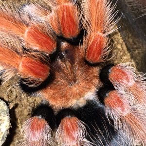 Brachypelma boehmei Mexican Fireleg Tarantula