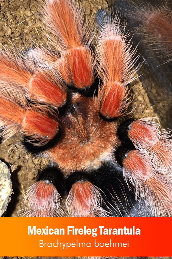 Mexican Fireleg Tarantula –  Brachypelma boehmei (Sling)