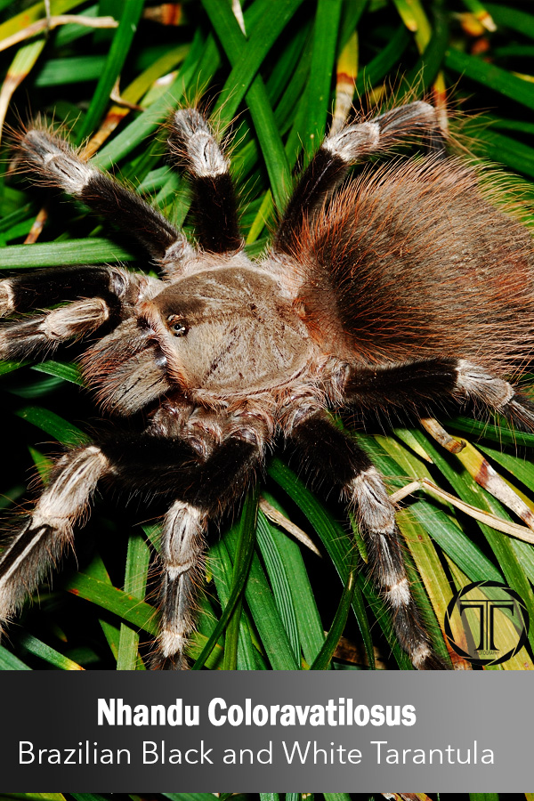 Brazilian Black and White Tarantula –  Nhandu Coloravatilosus 10cm