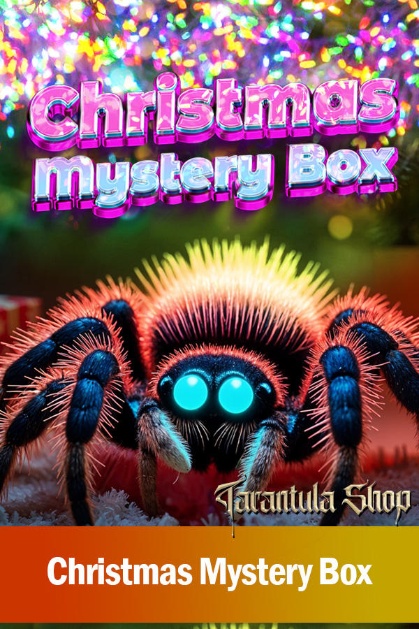 Christmas Mystery Box