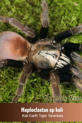 Kali Earth Tiger Tarantula – Haploclastus sp Kali (Sling)