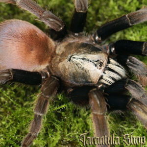 Haploclastus sp kali