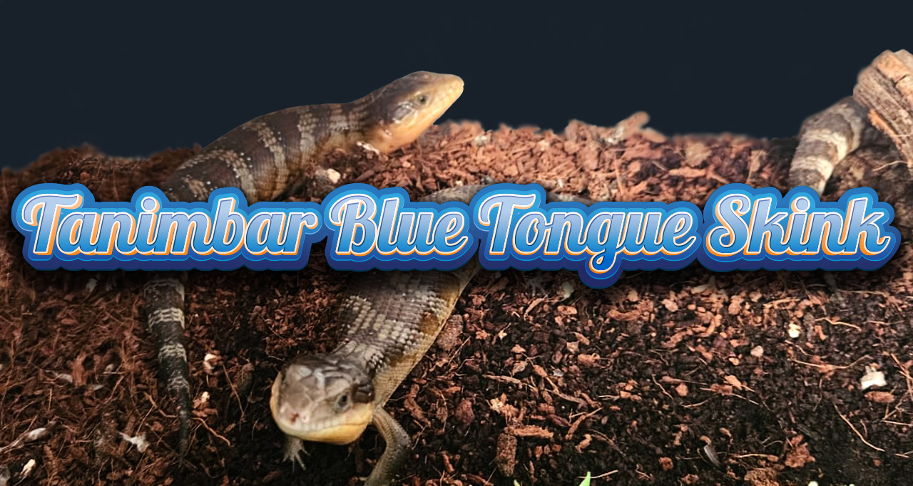 Blue Tongue Skink Babies