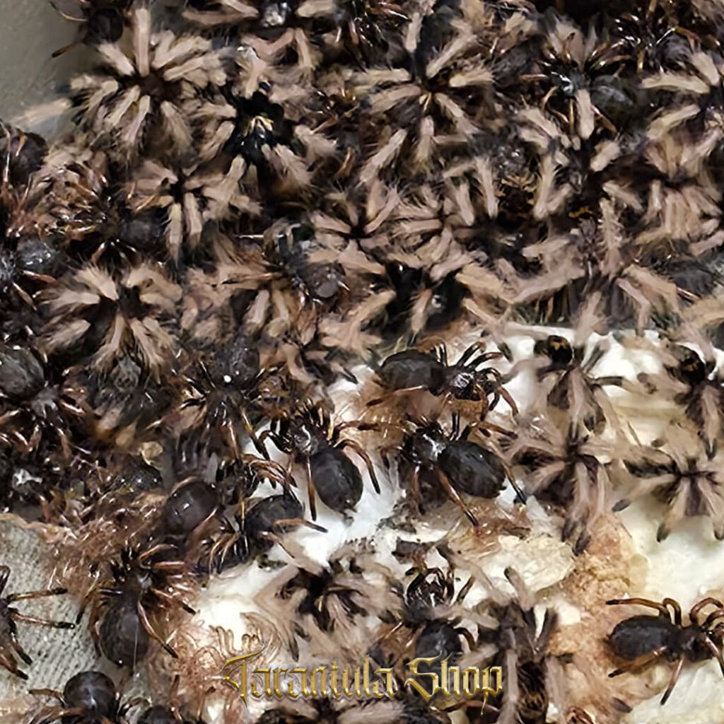 Chromatopelma cyaneopubescens