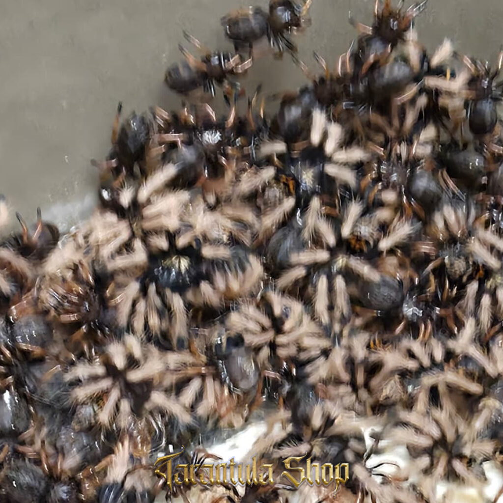 Chromatopelma Cyaneopubescens