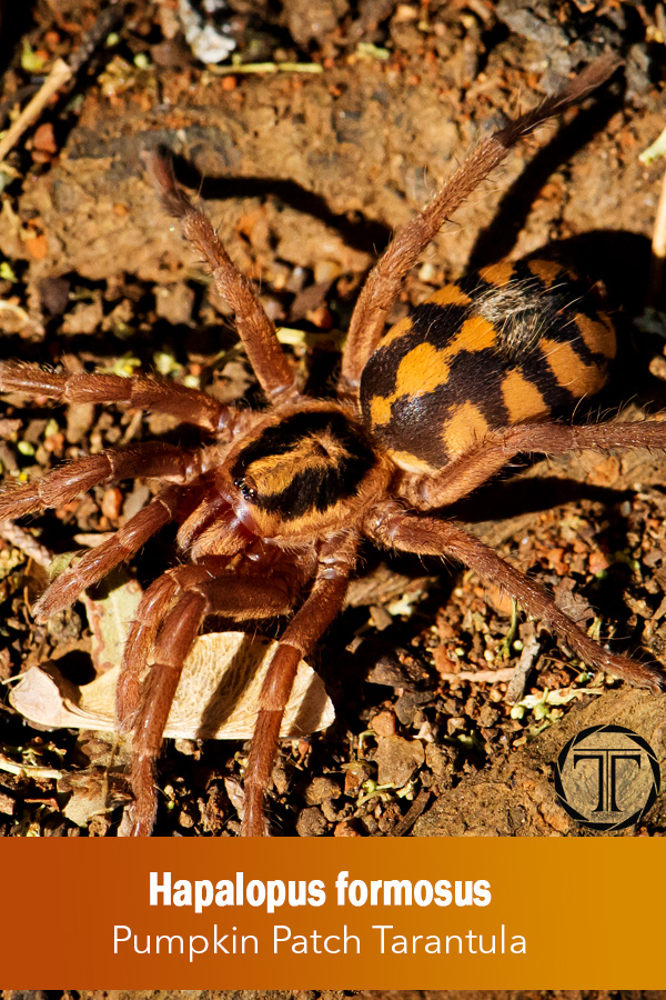 Hapalopus formosus – Pumpkin Patch Tarantula (Sling)