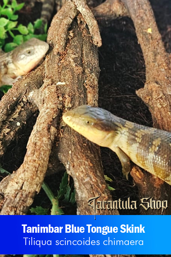 Tiliqua scincoides chimaera – Tanimbar Blue Tongue Skink babies