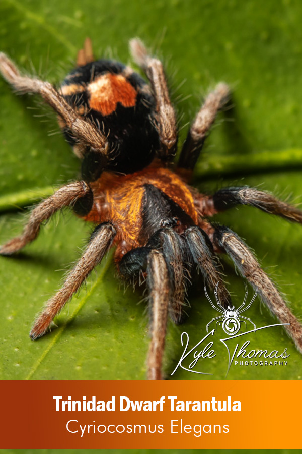 Cyriocosmus elegans – Trinidad Dwarf Tarantula (Sling)