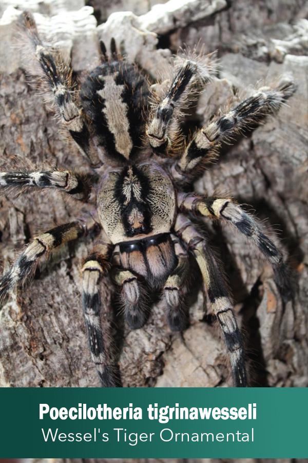 Wessel’s Tiger Ornamental – Poecilotheria tigrinawesseli (Sling)